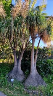 2024-01-GranCan-Jardin_de_la_Marquesa-077.jpg